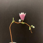 Mikro Häkeln Lesezeichen Rosa Magnolie Pastell Floral Handgemacht Lese Accessoire